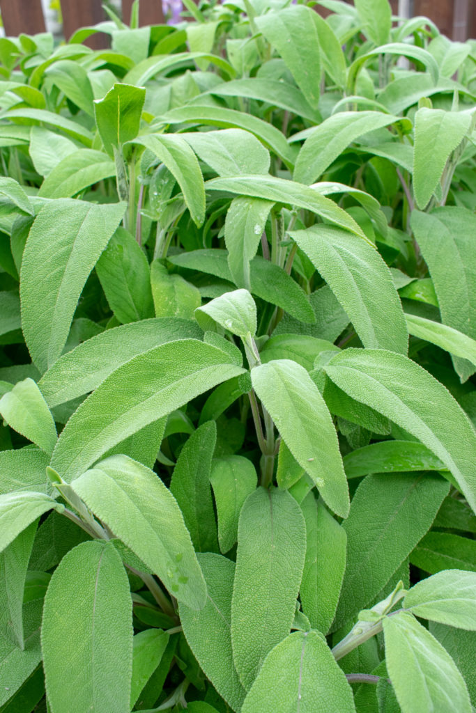 Kräutergarten
